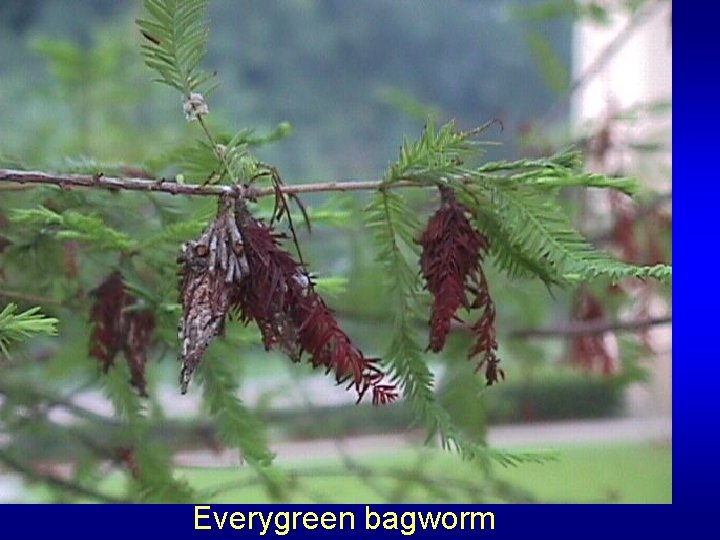 Everygreen bagworm 