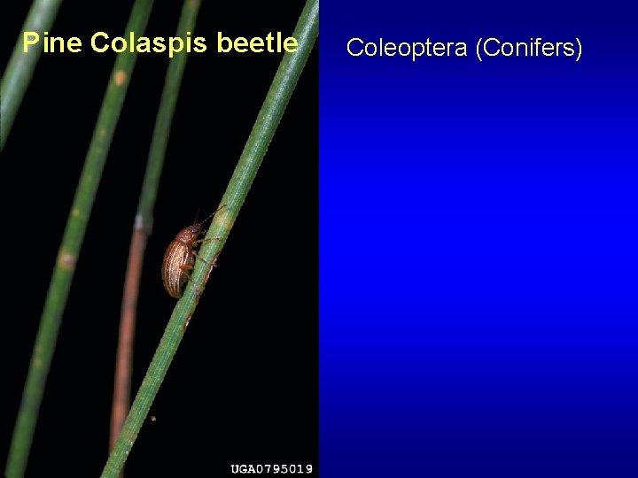 Pine Colaspis beetle Coleoptera (Conifers) 