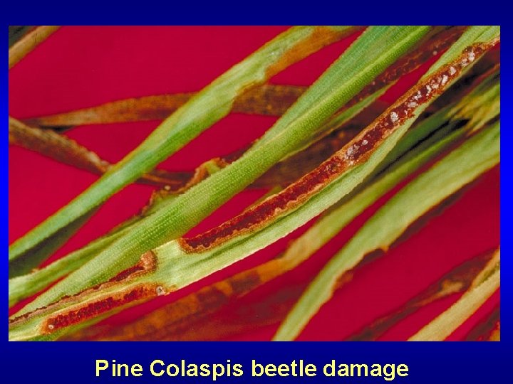 Pine Colaspis beetle damage 