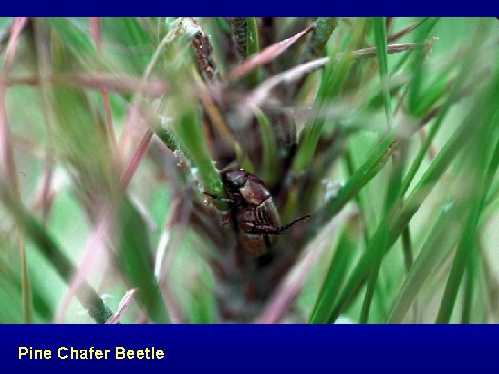 Pine Chafer Beetle 