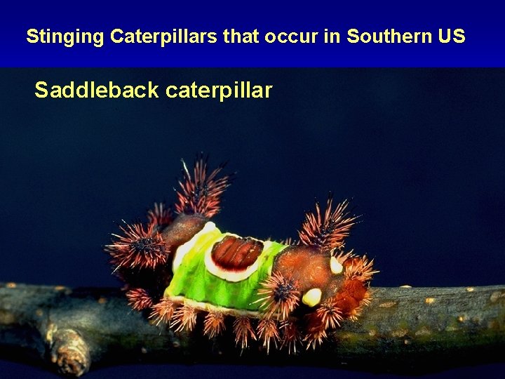Stinging Caterpillars that occur in Southern US Saddleback caterpillar 
