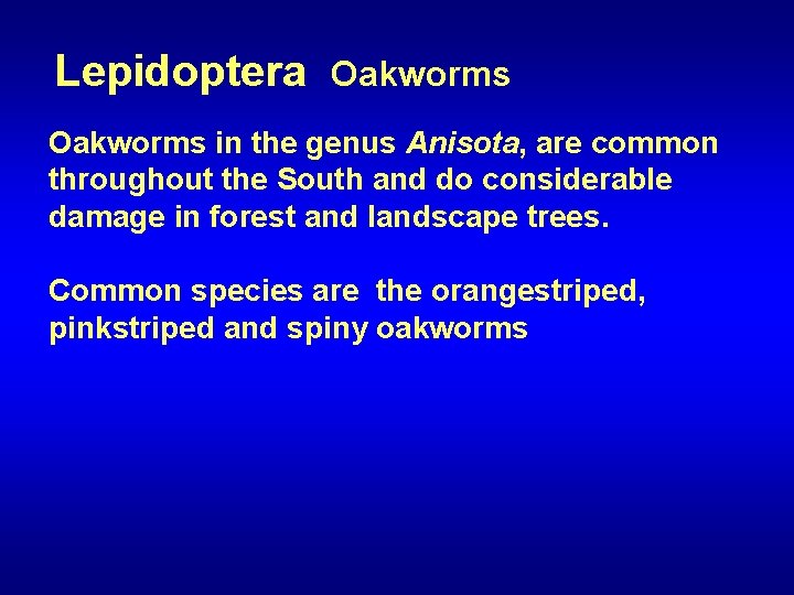 Lepidoptera Oakworms in the genus Anisota, are common throughout the South and do considerable