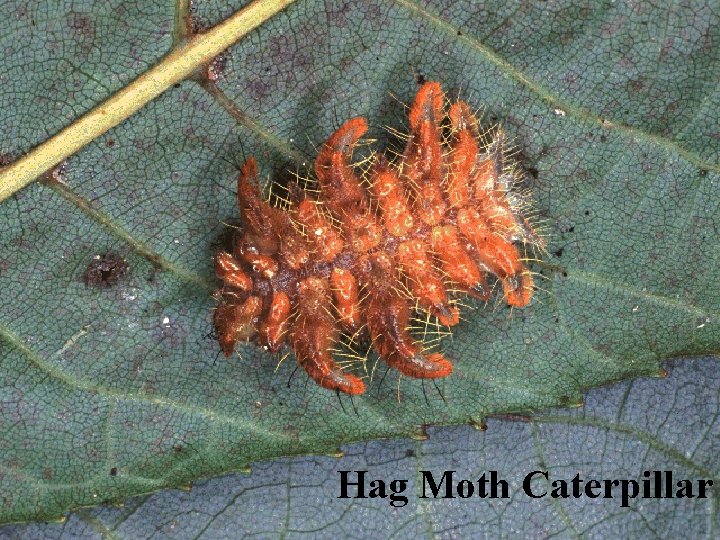 Hag Moth Caterpillar 