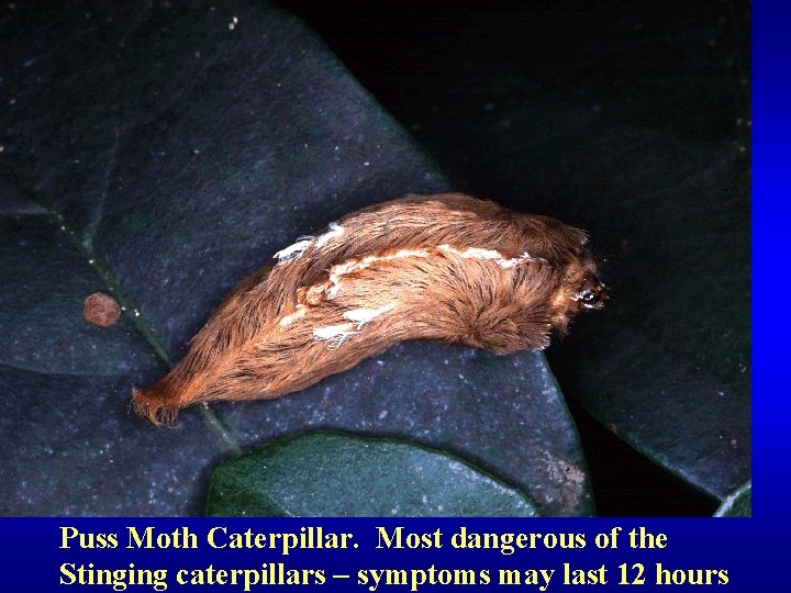 Puss Moth Caterpillar. Most dangerous of the Stinging caterpillars – symptoms may last 12