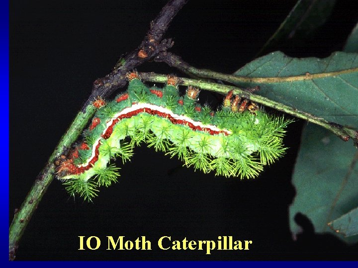 IO Moth Caterpillar 