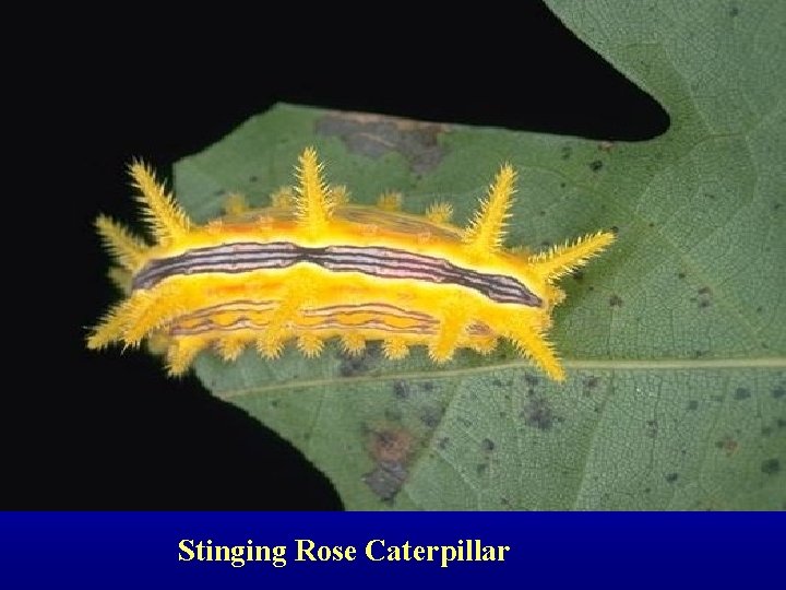 Stinging Rose Caterpillar 