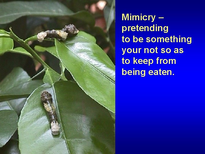 Mimicry – pretending to be something your not so as to keep from being