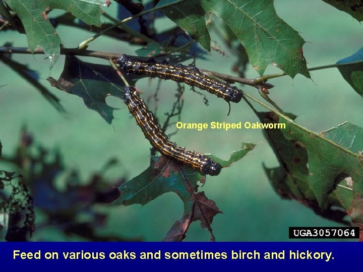 Orange Striped Oakworm Feed on various oaks and sometimes birch and hickory. 