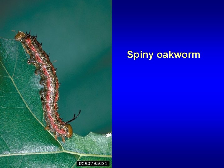 Spiny oakworm 