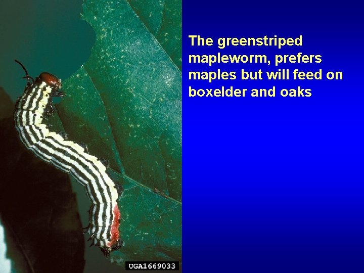 The greenstriped mapleworm, prefers maples but will feed on boxelder and oaks 
