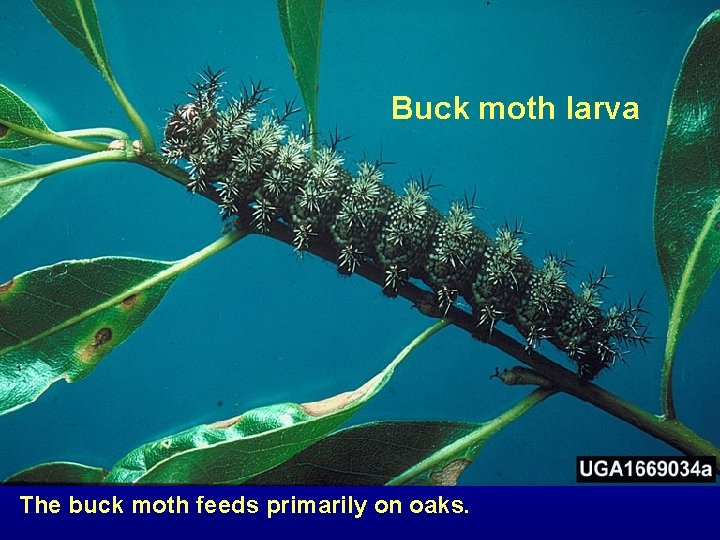 Buck moth larva The buck moth feeds primarily on oaks. 