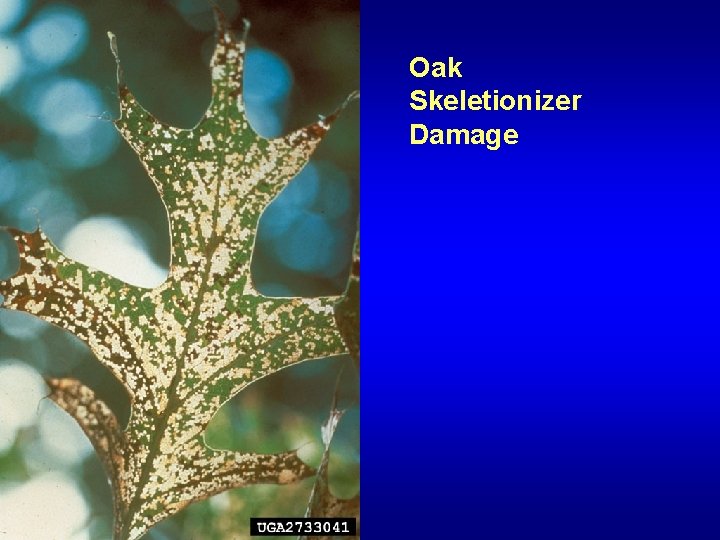 Oak Skeletionizer Damage 