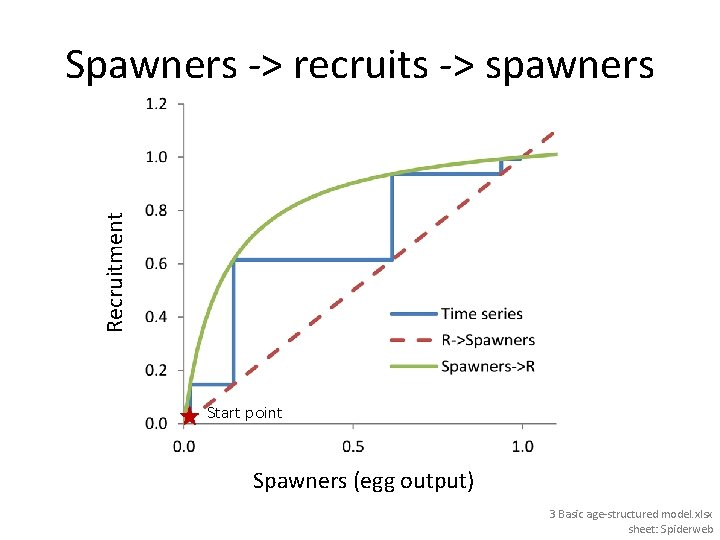 Recruitment Spawners -> recruits -> spawners Start point Spawners (egg output) 3 Basic age-structured