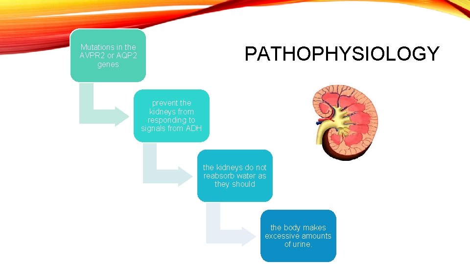Mutations in the AVPR 2 or AQP 2 genes PATHOPHYSIOLOGY prevent the kidneys from