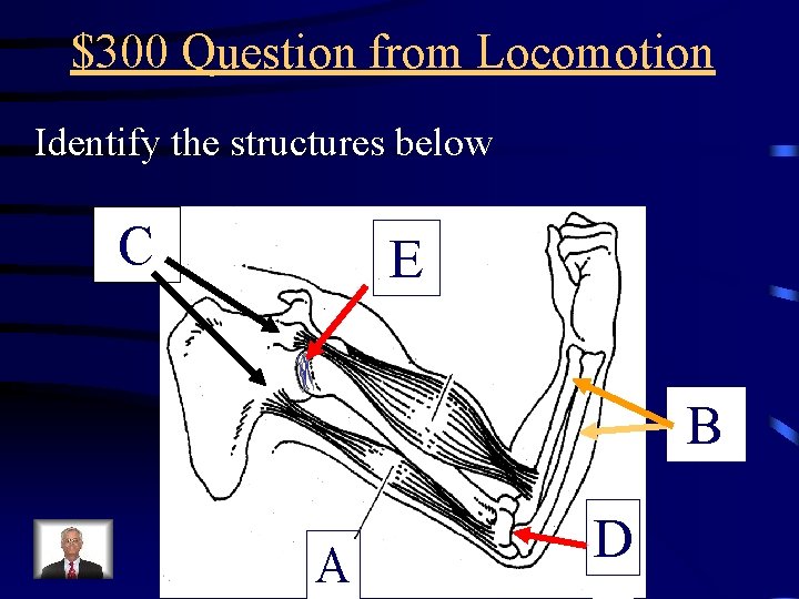 $300 Question from Locomotion Identify the structures below C E B A D 