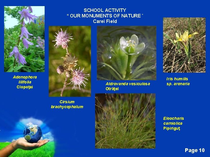 SCHOOL ACTIVITY “ OUR MONUMENTS OF NATURE “ Carei Field Adenophora lilifolia Clopoţei Aldrovanda
