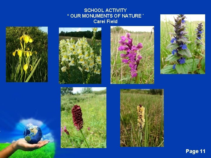 SCHOOL ACTIVITY “ OUR MONUMENTS OF NATURE “ Carei Field Free Powerpoint Templates Page