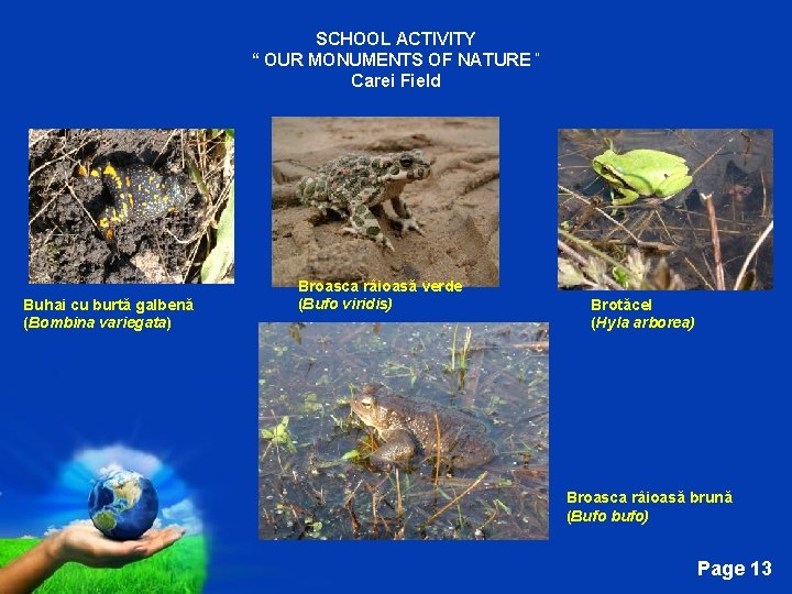 SCHOOL ACTIVITY “ OUR MONUMENTS OF NATURE “ Carei Field Buhai cu burtă galbenă