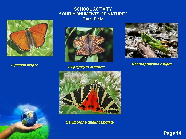 SCHOOL ACTIVITY “ OUR MONUMENTS OF NATURE “ Carei Field Lycaena dispar Euphydryas maturna