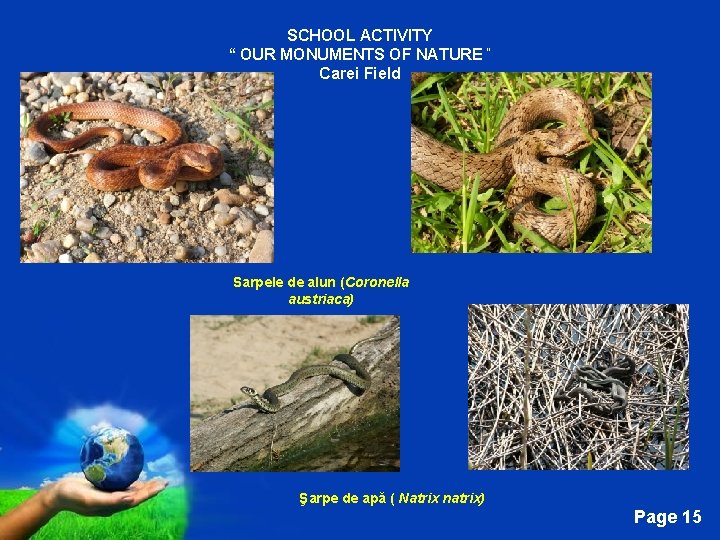 SCHOOL ACTIVITY “ OUR MONUMENTS OF NATURE “ Carei Field Sarpele de alun (Coronella