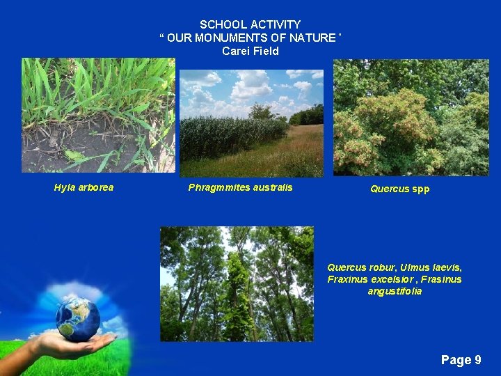 SCHOOL ACTIVITY “ OUR MONUMENTS OF NATURE “ Carei Field Hyla arborea Phragmmites australis