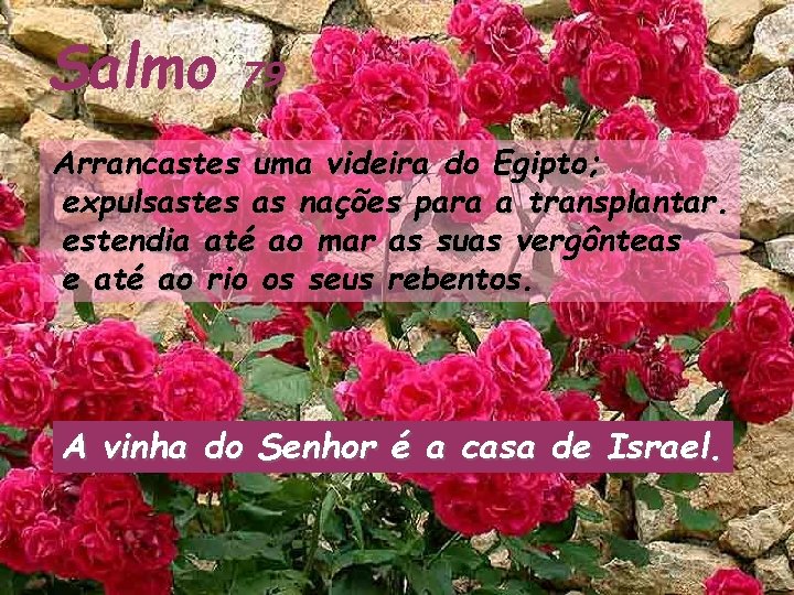 Salmo 79 Arrancastes uma videira do Egipto; expulsastes as nações para a transplantar. estendia