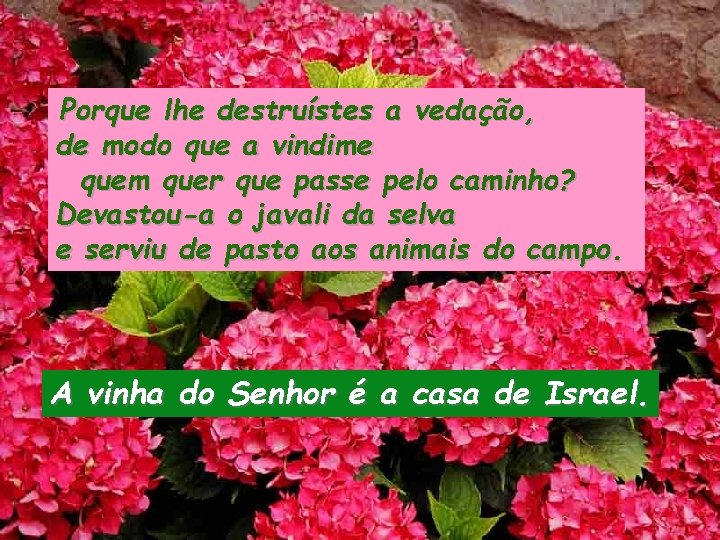 Porque lhe destruístes a vedação, de modo que a vindime quem quer que passe