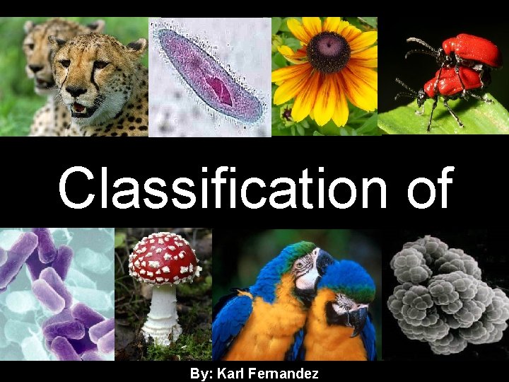 Classification of Living Things By: Karl Fernandez 