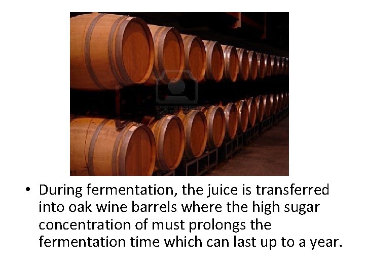  • During fermentation, the juice is transferred into oak wine barrels where the