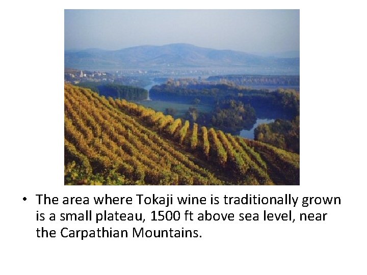  • The area where Tokaji wine is traditionally grown is a small plateau,