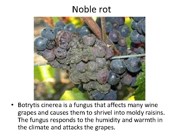 Noble rot • Botrytis cinerea is a fungus that affects many wine grapes and