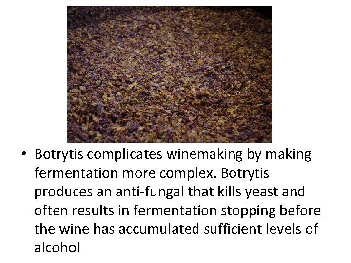  • Botrytis complicates winemaking by making fermentation more complex. Botrytis produces an anti-fungal
