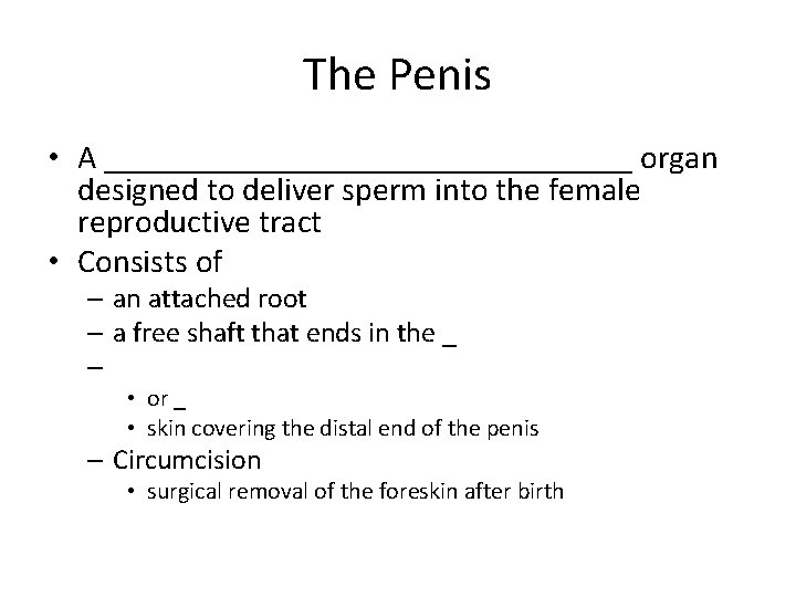 The Penis • A ________________ organ designed to deliver sperm into the female reproductive