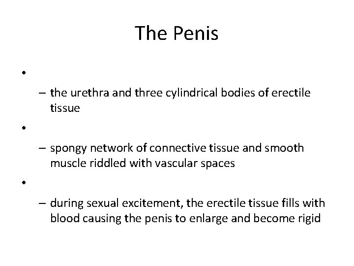 The Penis • – the urethra and three cylindrical bodies of erectile tissue •
