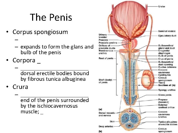 The Penis • Corpus spongiosum – – expands to form the glans and bulb
