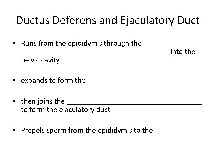 Ductus Deferens and Ejaculatory Duct • Runs from the epididymis through the ___________________ into