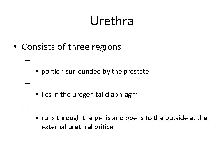Urethra • Consists of three regions – • portion surrounded by the prostate –