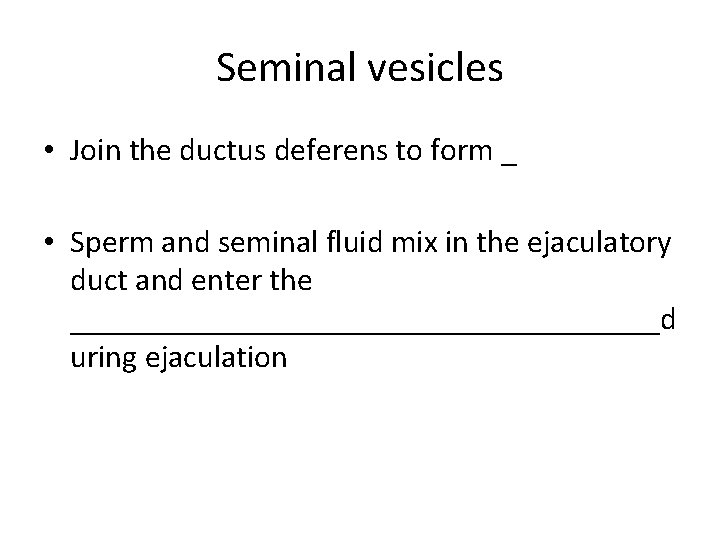 Seminal vesicles • Join the ductus deferens to form _ • Sperm and seminal