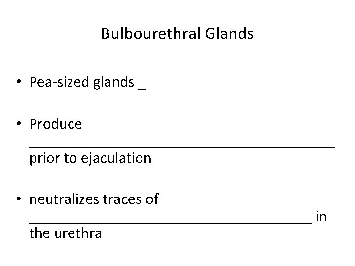 Bulbourethral Glands • Pea-sized glands _ • Produce ____________________ prior to ejaculation • neutralizes