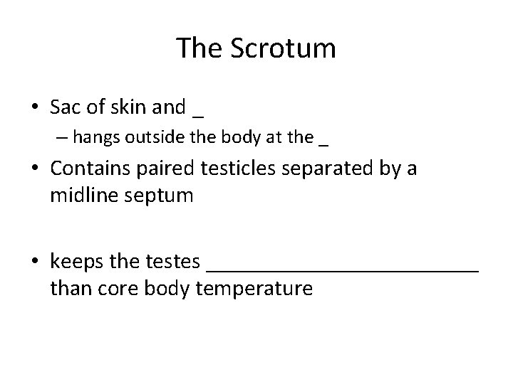 The Scrotum • Sac of skin and _ – hangs outside the body at