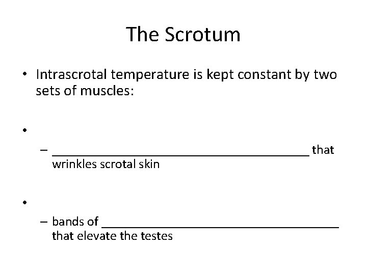 The Scrotum • Intrascrotal temperature is kept constant by two sets of muscles: •