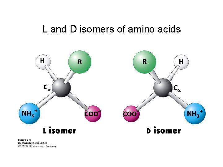 L and D isomers of amino acids 