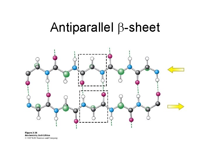 Antiparallel -sheet 