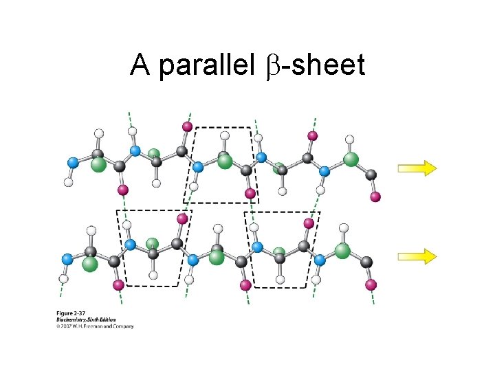 A parallel -sheet 