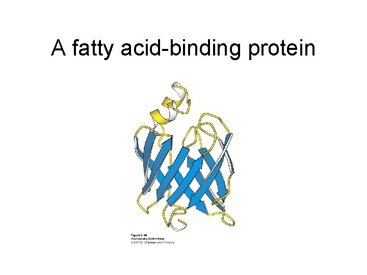 A fatty acid-binding protein 