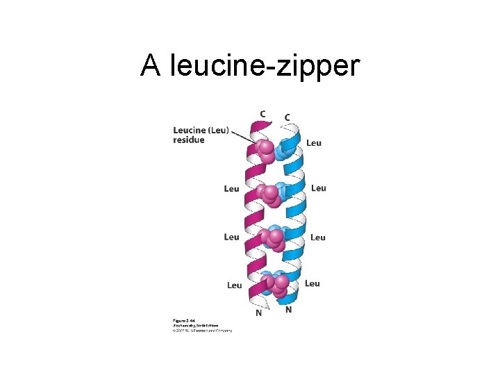 A leucine-zipper 