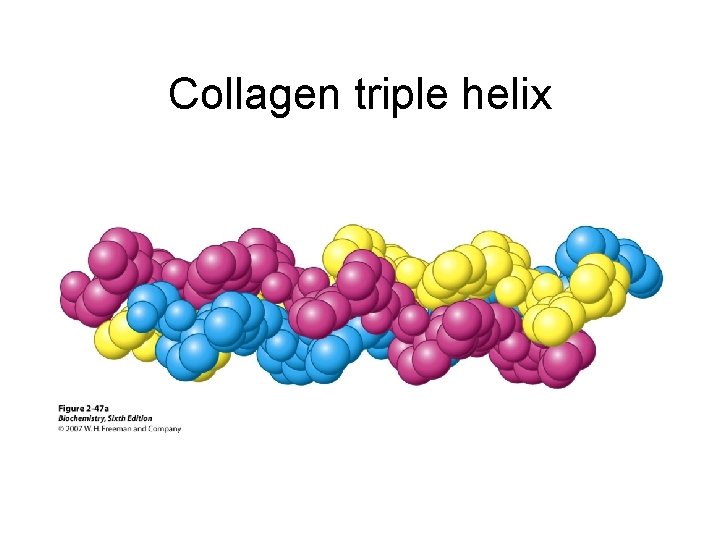 Collagen triple helix 