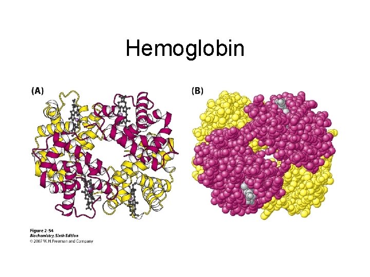 Hemoglobin 
