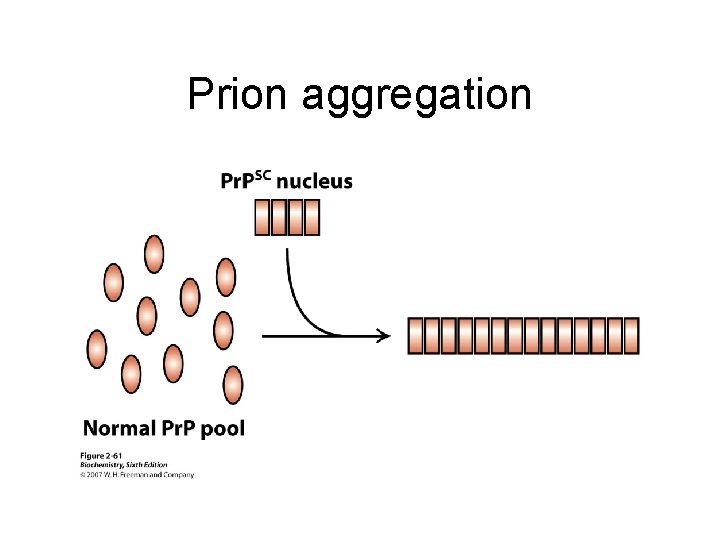 Prion aggregation 