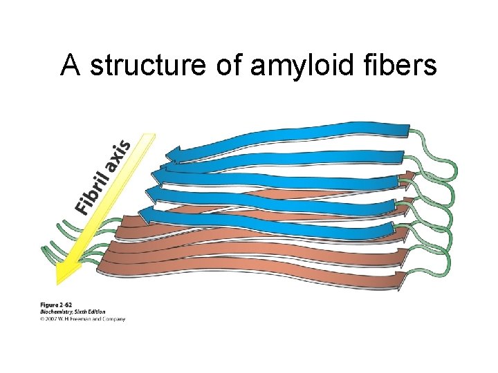 A structure of amyloid fibers 